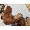 Image 18 : SPECTACULAR Woolly Mammoth Lower Jaw With Molars Fossil