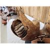 Image 19 : SPECTACULAR Woolly Mammoth Lower Jaw With Molars Fossil