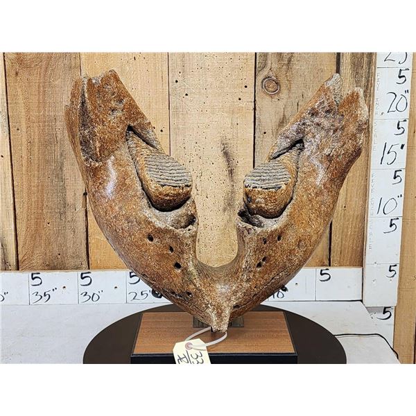 SPECTACULAR Woolly Mammoth Lower Jaw With Molars Fossil