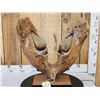 Image 1 : SPECTACULAR Woolly Mammoth Lower Jaw With Molars Fossil