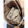 Image 20 : SPECTACULAR Woolly Mammoth Lower Jaw With Molars Fossil