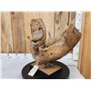 Image 2 : SPECTACULAR Woolly Mammoth Lower Jaw With Molars Fossil