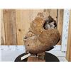 Image 3 : SPECTACULAR Woolly Mammoth Lower Jaw With Molars Fossil