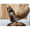 Image 4 : SPECTACULAR Woolly Mammoth Lower Jaw With Molars Fossil