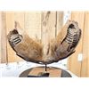 Image 5 : SPECTACULAR Woolly Mammoth Lower Jaw With Molars Fossil
