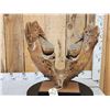 Image 8 : SPECTACULAR Woolly Mammoth Lower Jaw With Molars Fossil