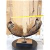 Image 9 : SPECTACULAR Woolly Mammoth Lower Jaw With Molars Fossil