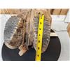 Image 10 : Awesome Ancient Woolly Mammoth Upper Jaw Section With Molars Fossil