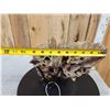 Image 11 : Awesome Ancient Woolly Mammoth Upper Jaw Section With Molars Fossil