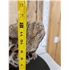 Image 13 : Awesome Ancient Woolly Mammoth Upper Jaw Section With Molars Fossil