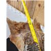 Image 15 : Awesome Ancient Woolly Mammoth Upper Jaw Section With Molars Fossil