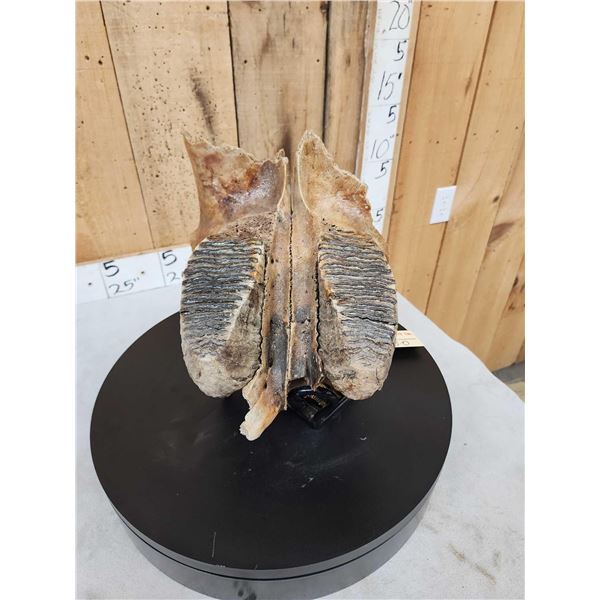 Awesome Ancient Woolly Mammoth Upper Jaw Section With Molars Fossil