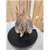 Image 1 : Awesome Ancient Woolly Mammoth Upper Jaw Section With Molars Fossil