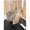 Image 2 : Awesome Ancient Woolly Mammoth Upper Jaw Section With Molars Fossil
