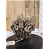 Image 4 : Awesome Ancient Woolly Mammoth Upper Jaw Section With Molars Fossil