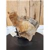 Image 5 : Awesome Ancient Woolly Mammoth Upper Jaw Section With Molars Fossil
