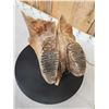 Image 6 : Awesome Ancient Woolly Mammoth Upper Jaw Section With Molars Fossil