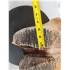 Image 7 : Awesome Ancient Woolly Mammoth Upper Jaw Section With Molars Fossil