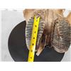 Image 8 : Awesome Ancient Woolly Mammoth Upper Jaw Section With Molars Fossil