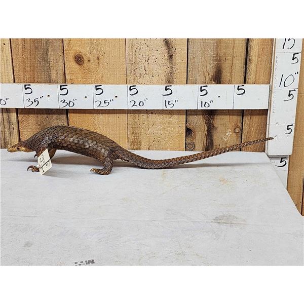 Super Rare African Long - Tailed Pangolin Full Body Taxidermy Mount