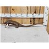 Image 1 : Super Rare African Long - Tailed Pangolin Full Body Taxidermy Mount