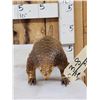 Image 5 : Super Rare African Long - Tailed Pangolin Full Body Taxidermy Mount