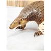 Image 6 : Super Rare African Long - Tailed Pangolin Full Body Taxidermy Mount
