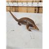 Image 7 : Super Rare African Long - Tailed Pangolin Full Body Taxidermy Mount