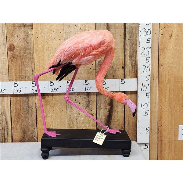 Chilean Flamingo Full Body Bird Taxidermy