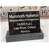 Image 10 : Spectacular Woolly Mammoth Leg Bone Fossil