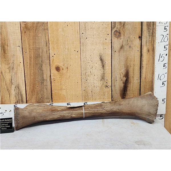 Spectacular Woolly Mammoth Leg Bone Fossil
