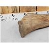Image 2 : Spectacular Woolly Mammoth Leg Bone Fossil