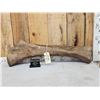 Image 3 : Spectacular Woolly Mammoth Leg Bone Fossil