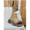 Image 4 : Spectacular Woolly Mammoth Leg Bone Fossil