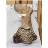 Image 5 : Spectacular Woolly Mammoth Leg Bone Fossil