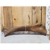 Image 6 : Spectacular Woolly Mammoth Leg Bone Fossil
