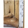 Image 7 : Spectacular Woolly Mammoth Leg Bone Fossil