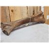 Image 9 : Spectacular Woolly Mammoth Leg Bone Fossil