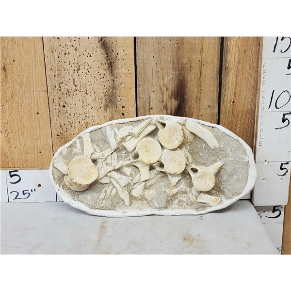 Cluster Of Dinosaur Bones In Matrix Fossil
