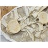 Image 2 : Cluster Of Dinosaur Bones In Matrix Fossil