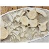 Image 3 : Cluster Of Dinosaur Bones In Matrix Fossil
