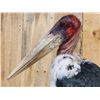 Image 10 : Rare African Marabou Stork Full Body Bird Taxidermy