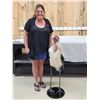 Image 11 : Rare African Marabou Stork Full Body Bird Taxidermy