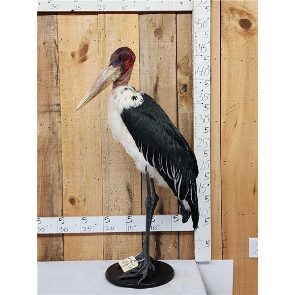 Rare African Marabou Stork Full Body Bird Taxidermy