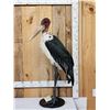 Image 1 : Rare African Marabou Stork Full Body Bird Taxidermy