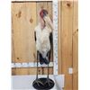 Image 2 : Rare African Marabou Stork Full Body Bird Taxidermy