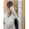 Image 3 : Rare African Marabou Stork Full Body Bird Taxidermy