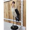Image 4 : Rare African Marabou Stork Full Body Bird Taxidermy