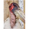 Image 5 : Rare African Marabou Stork Full Body Bird Taxidermy