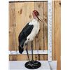 Image 6 : Rare African Marabou Stork Full Body Bird Taxidermy